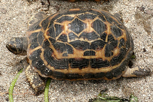 Spider tortoise